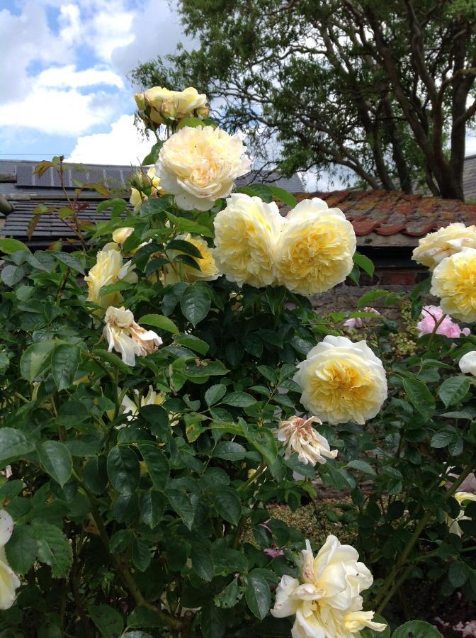Orchard Cottage, Clematis Cottages, Stamford. Accessible Luxury Home. מראה חיצוני תמונה
